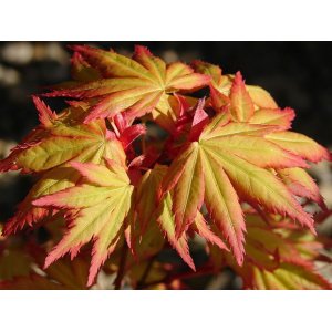 Javor dlaňolistý (Acer palmatum) ´LITTLE PRINCESS´ - výška: 30-50 cm, kont. C3L